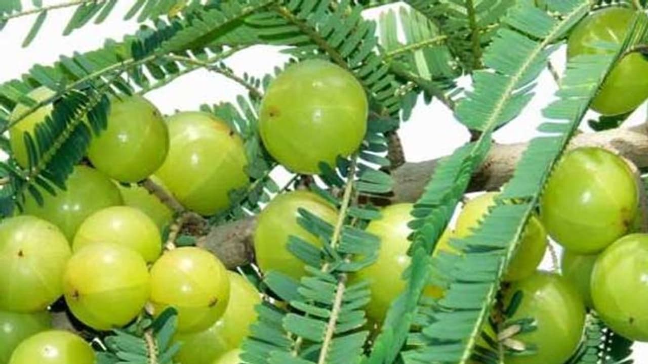 एक बार लगाएं ये पेड़ हर साल होगी 3 से 4 लाख रुपए की कमाई, 60 साल तक मिलती है उपज एक बार लगाएं ये पेड़ हर साल होगी 3 से 4 लाख रुपए की कमाई, 60 साल तक मिलती है उपज