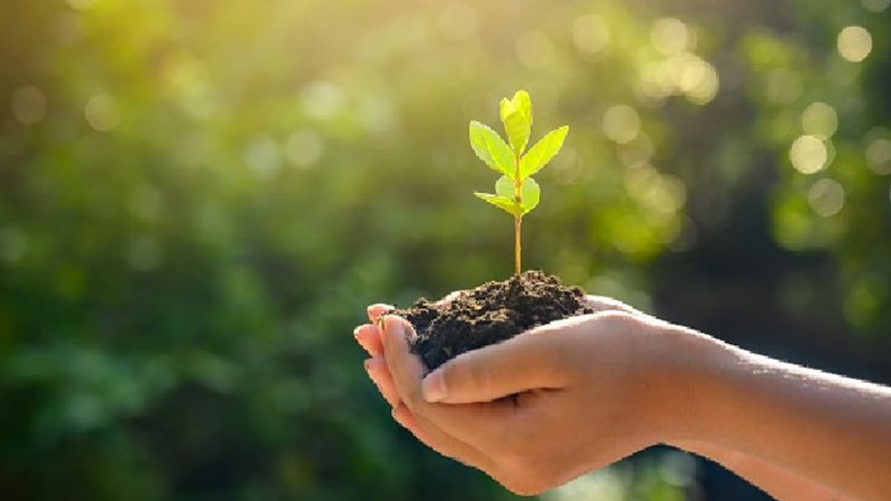 ದೊಡ್ಡ ಕಟ್ಟಡಗಳ ಸುತ್ತ 10% ಮರ ಕಡ್ಡಾಯ?: ಹೊಸ ನಿಯಮ ಜಾರಿಗೆ ಕೇಂದ್ರ ಚಿಂತನೆ! ದೊಡ್ಡ ಕಟ್ಟಡಗಳ ಸುತ್ತ 10% ಮರ ಕಡ್ಡಾಯ?: ಹೊಸ ನಿಯಮ ಜಾರಿಗೆ ಕೇಂದ್ರ ಚಿಂತನೆ!