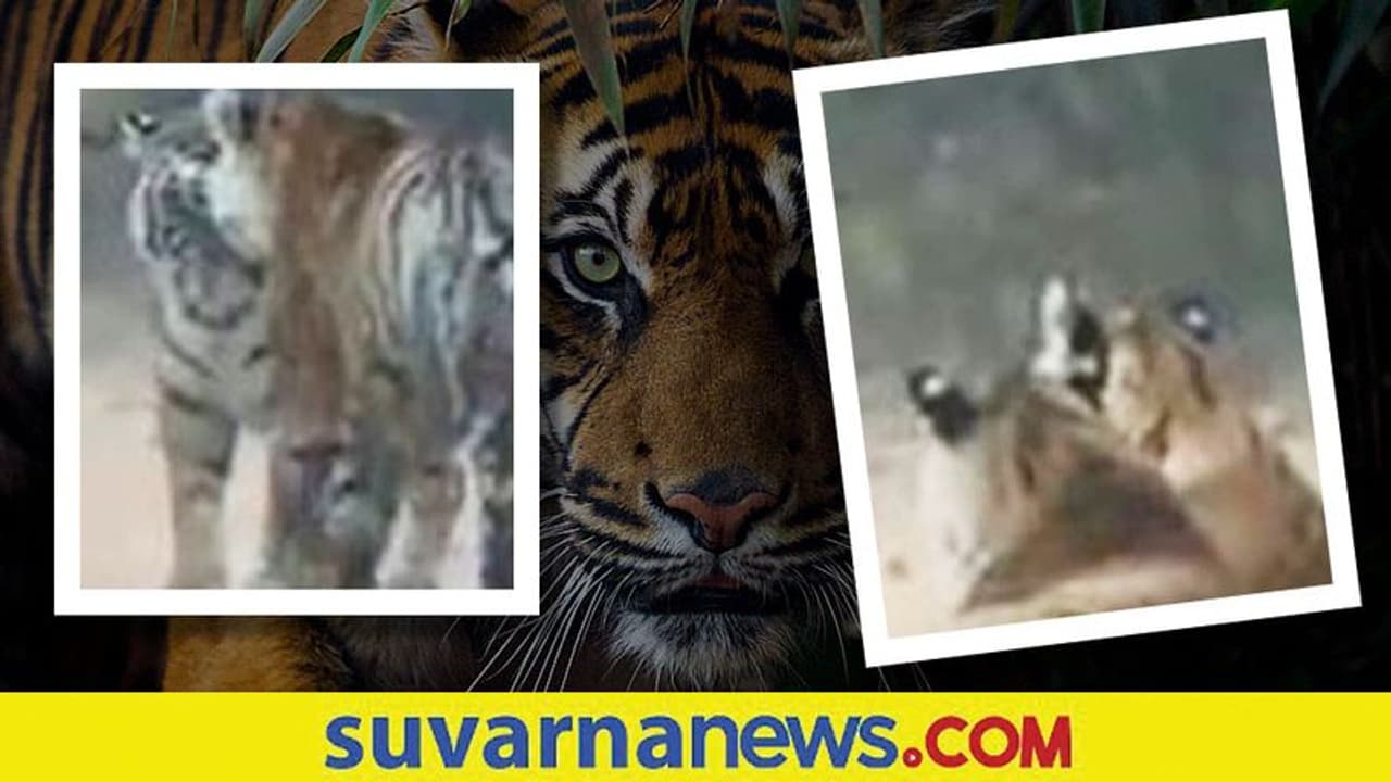 ಈ ಸಮಯ ಆನಂದಮಯ.. ಕ್ಯಾಮರಾದಲ್ಲಿ ಸೆರೆಯಾಯ್ತು ಟೈಗರ್‌ಗಳ ಸರಸ..!