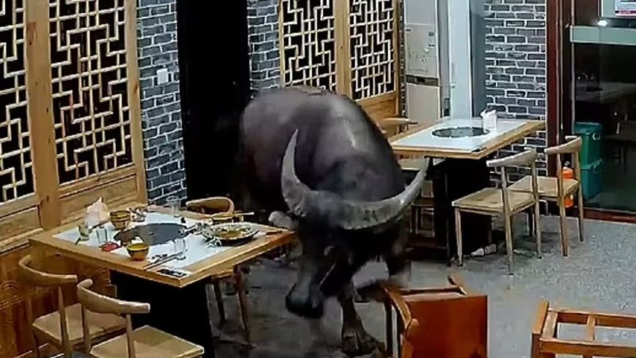 Video : ബാറിലേക്ക് കൊടുങ്കാറ്റ് പോലെ ഒരു കൂറ്റന്‍ പോത്ത്, പിന്നെ സംഭവിച്ചത്!