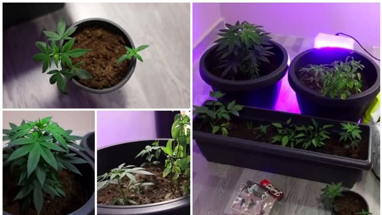 Growing Marijuana inside apartment : അപ്പാര്ട്ട്മെന്റില് കഞ്ചാവ് ചെടികള് നട്ടുവളര്ത്തിയ പ്രവാസി പിടിയില് Growing Marijuana inside apartment : അപ്പാര്ട്ട്മെന്റില് കഞ്ചാവ് ചെടികള് നട്ടുവളര്ത്തിയ പ്രവാസി പിടിയില്