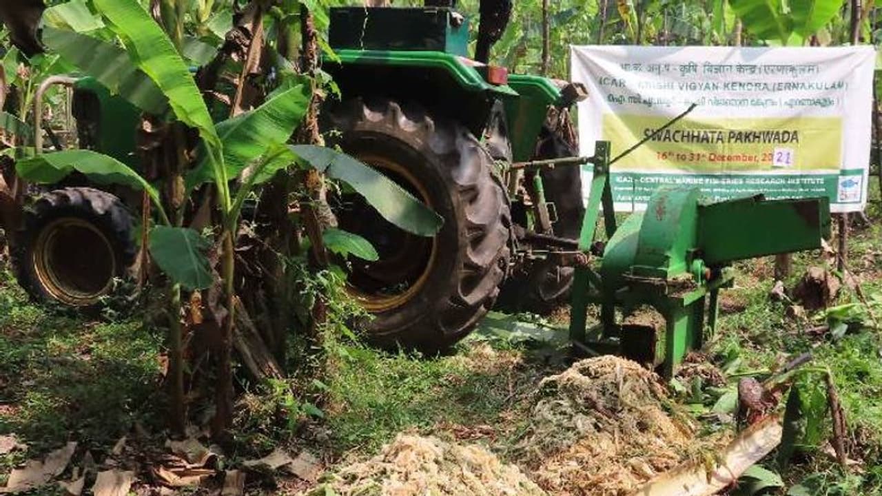 വിളവെടുപ്പ് കഴിഞ്ഞ വാഴത്തണ്ട് മണ്ണിന് ഗുണകരമാക്കാം; സാങ്കേതികവിദ്യ പരിചയപ്പെടുത്തി കെവികെ വിളവെടുപ്പ് കഴിഞ്ഞ വാഴത്തണ്ട് മണ്ണിന് ഗുണകരമാക്കാം; സാങ്കേതികവിദ്യ പരിചയപ്പെടുത്തി കെവികെ