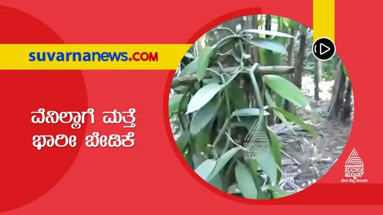 Karwar: ವೆನಿಲ್ಲಾಗೆ ಮತ್ತೆ ಭಾರೀ ಬೇಡಿಕೆ, ಬೆಳೆಯಿಲ್ಲದೇ ರೈತರ ಗೋಳು