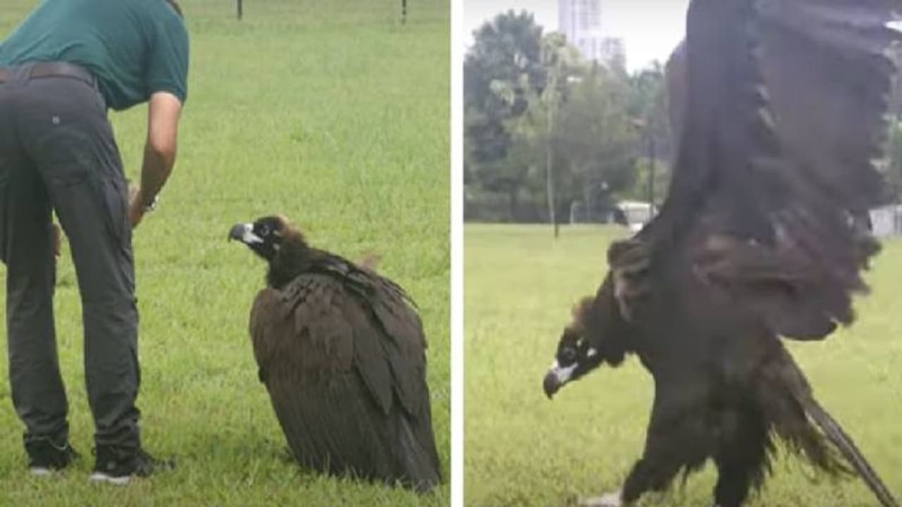 ദേശാടനത്തിനിടെ പാതമാറി തളർന്നുവീണ് കഴുകൻ, പറക്കാൻ നടത്തിയ രണ്ട് ശ്രമങ്ങളും പരാജയം ദേശാടനത്തിനിടെ പാതമാറി തളർന്നുവീണ് കഴുകൻ, പറക്കാൻ നടത്തിയ രണ്ട് ശ്രമങ്ങളും പരാജയം