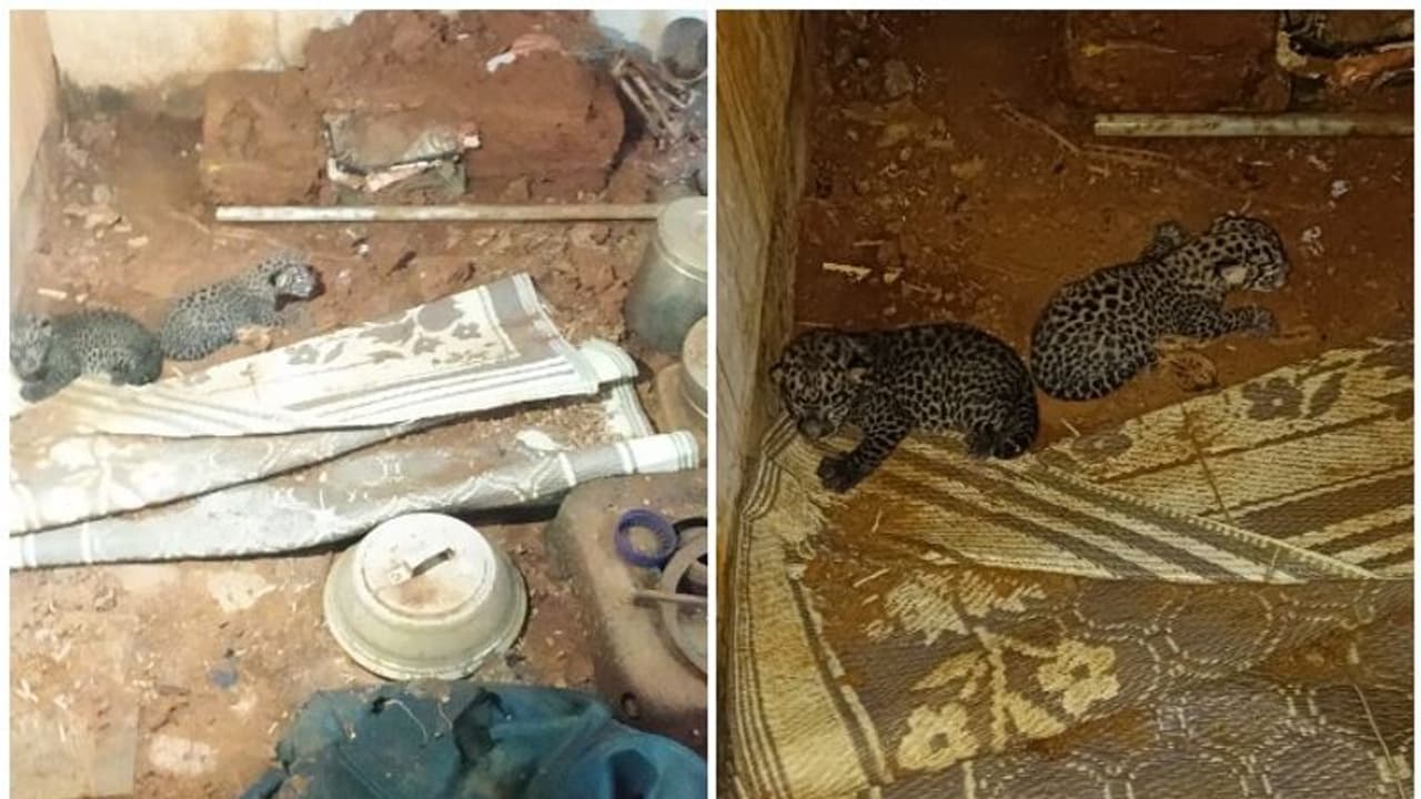 പാലക്കാട്ട് അടഞ്ഞുകിടക്കുന്ന വീട്ടിൽ രണ്ട് പുലിക്കുട്ടികൾ; തള്ളപ്പുലിയെ കണ്ടെത്താനായില്ല പാലക്കാട്ട് അടഞ്ഞുകിടക്കുന്ന വീട്ടിൽ രണ്ട് പുലിക്കുട്ടികൾ; തള്ളപ്പുലിയെ കണ്ടെത്താനായില്ല