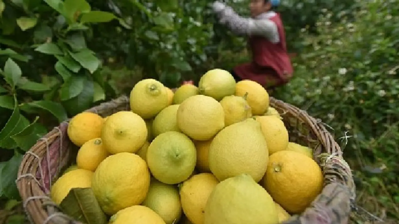 इस शहर में नींबू पानी पीना पड़ सकता है भारी, जानें वजह