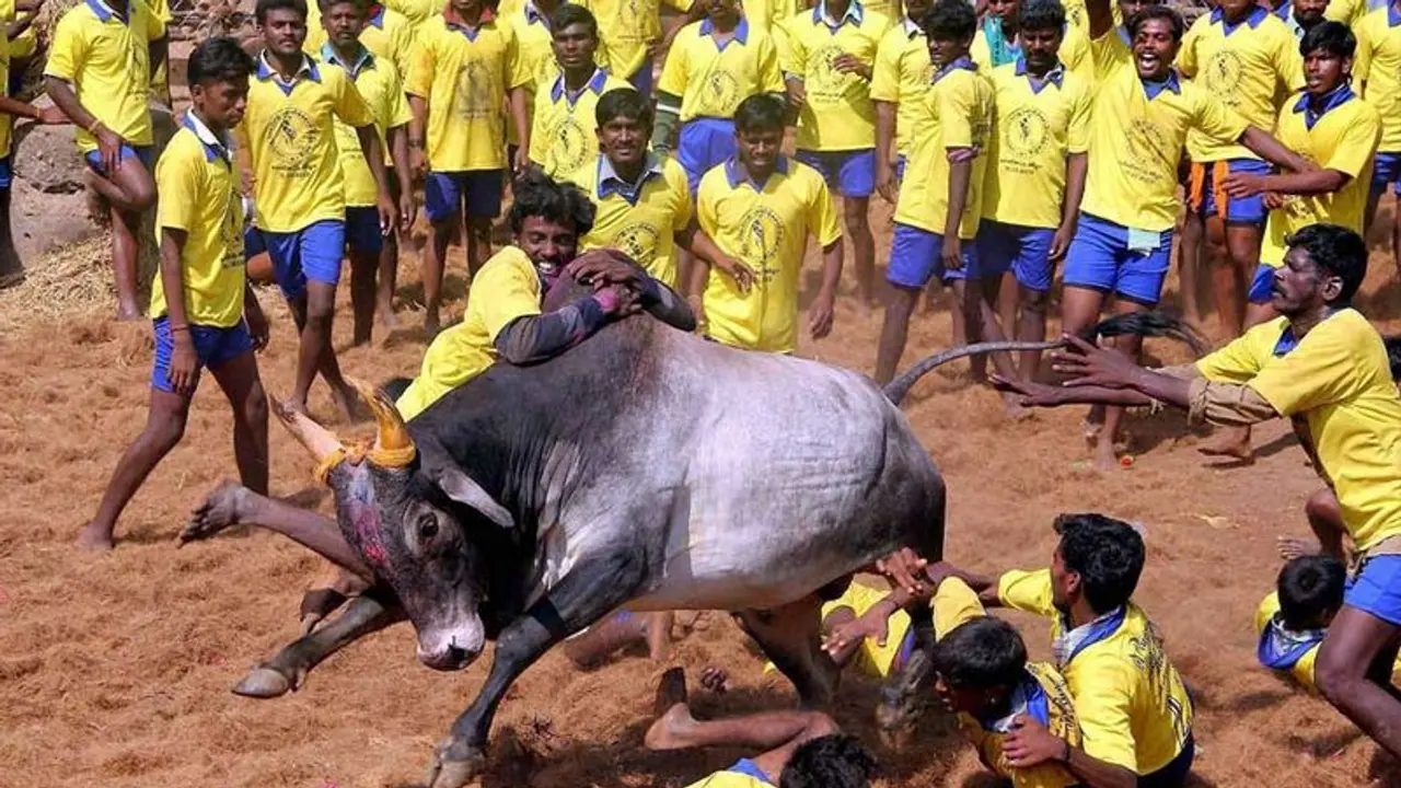 Jallikattu: கட்டுபாடுகளுடன் ஜல்லிக்கட்டு.. எதற்கெல்லாம் தடை..?முக்கிய அறிவிப்பை வெளியிட்ட காவல்துறை.. Jallikattu: கட்டுபாடுகளுடன் ஜல்லிக்கட்டு.. எதற்கெல்லாம் தடை..?முக்கிய அறிவிப்பை வெளியிட்ட காவல்துறை..