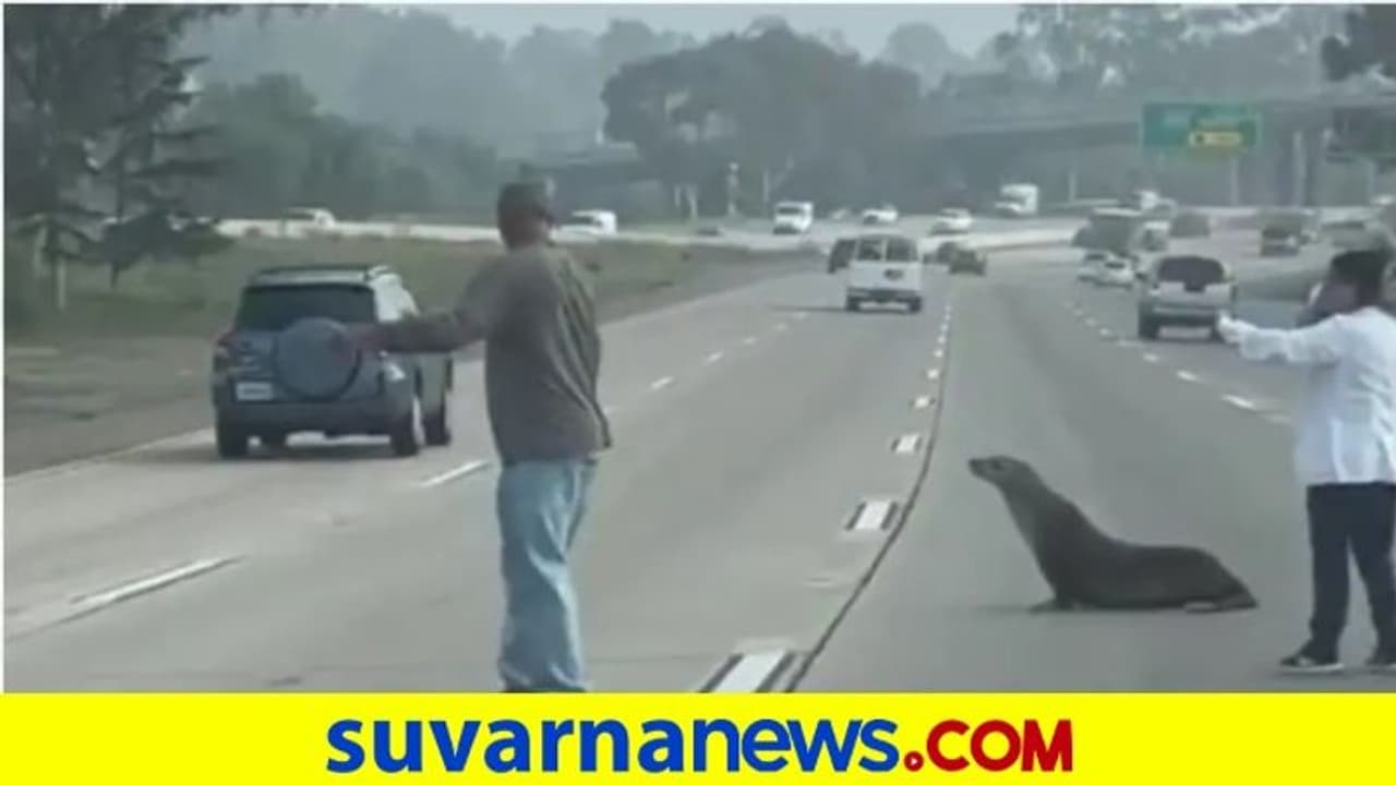 ಸಮುದ್ರ ವಾಸ ಸಾಕಾಯ್ತು.... ರಸ್ತೆಗೆ ಬಂದೆ ನಾ... ಹೆದ್ದಾರಿಯಲ್ಲಿ ಕಾಣಿಸಿಕೊಂಡ ಅಪರೂಪದ ಸಮುದ್ರ ಸಿಂಹ