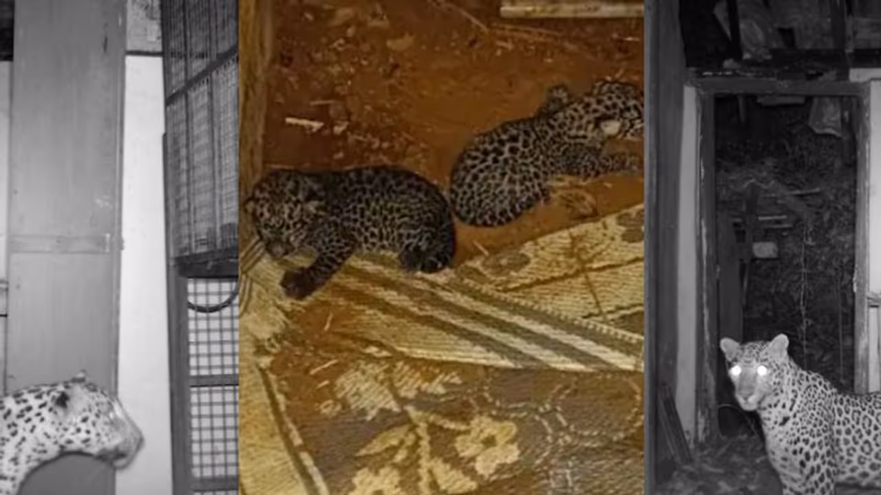 Ummini Leopard Cubs : പുലിക്കുട്ടികളെ തേടി അമ്മപ്പുലി വന്നത് മൂന്ന് തവണ; പക്ഷെ കെണിയില്‍ കയറിയില്ല.!
