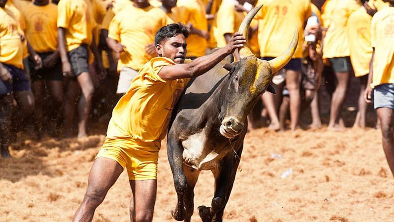 Jallikattu : நாளை அவனியாபுரம் ஜல்லிக்கட்டு.. மாடுபிடி வீரர்கள், மாடு உரிமையாளர்களுக்கு நிபந்தனை விதித்த போலீஸ் Jallikattu : நாளை அவனியாபுரம் ஜல்லிக்கட்டு.. மாடுபிடி வீரர்கள், மாடு உரிமையாளர்களுக்கு நிபந்தனை விதித்த போலீஸ்