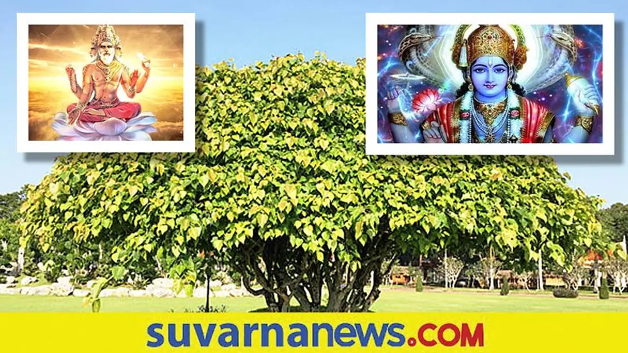 Spirituality: ಬ್ರಹ್ಮ, ವಿಷ್ಣು, ಶಿವನ ಆವಾಸಸ್ಥಾನ ಅಶ್ವತ್ಥ ಮರ
