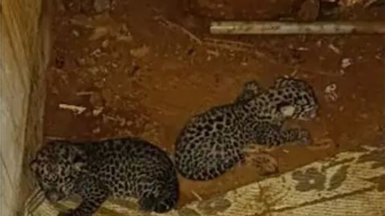 Ummini Leopard Cubs : തള്ളപ്പുലിയെത്തിയില്ല, ഉമ്മിനിയിലെ പുലിക്കുഞ്ഞിനെ സംരക്ഷണ കേന്ദ്രത്തിലേയ്ക്ക് മാറ്റും Ummini Leopard Cubs : തള്ളപ്പുലിയെത്തിയില്ല, ഉമ്മിനിയിലെ പുലിക്കുഞ്ഞിനെ സംരക്ഷണ കേന്ദ്രത്തിലേയ്ക്ക് മാറ്റും