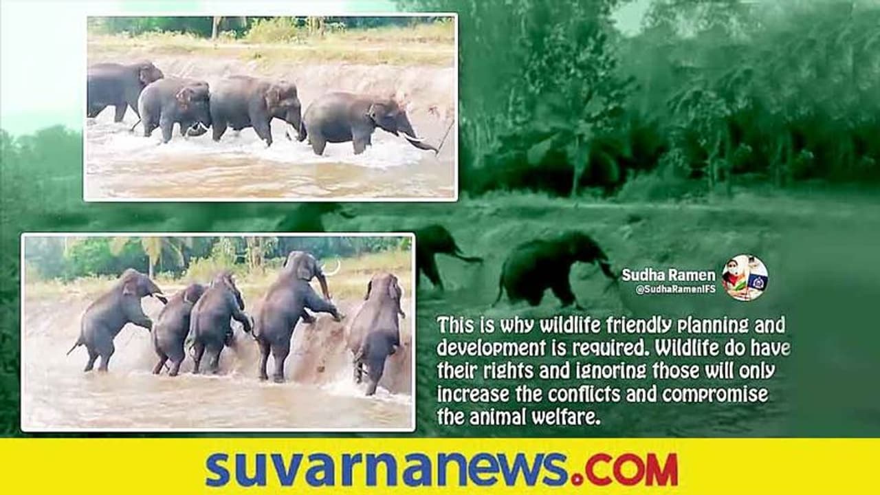 ಕಾಲುವೆಗಿಳಿದ ಆನೆಗಳು... ಮೇಲೆ ಬರಲಾಗದೇ ಗಜಪಡೆಯ ಪಾಡು... ವಿಡಿಯೋ ವೈರಲ್