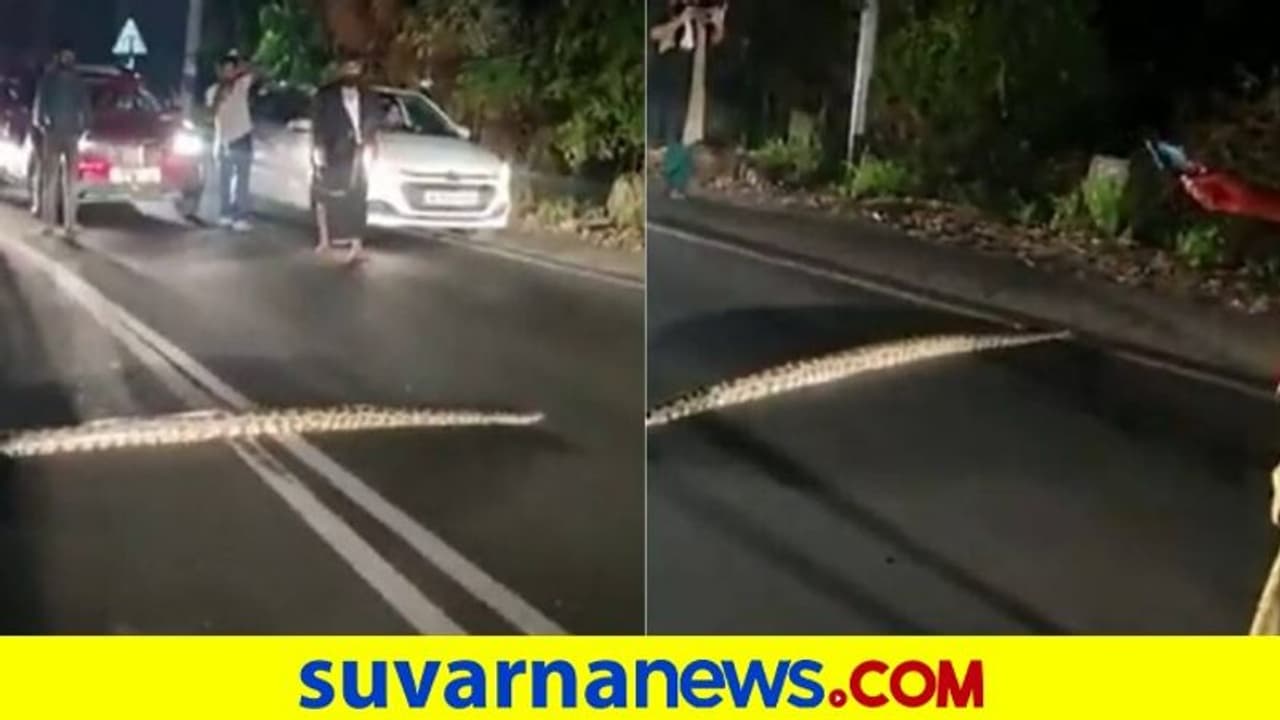 ಹೆಬ್ಬಾವು ರಸ್ತೆ ದಾಟಲು ಕಾದ ವಾಹನ ಸವಾರರು... ಫುಲ್ ಟ್ರಾಫಿಕ್‌ ಜಾಮ್‌