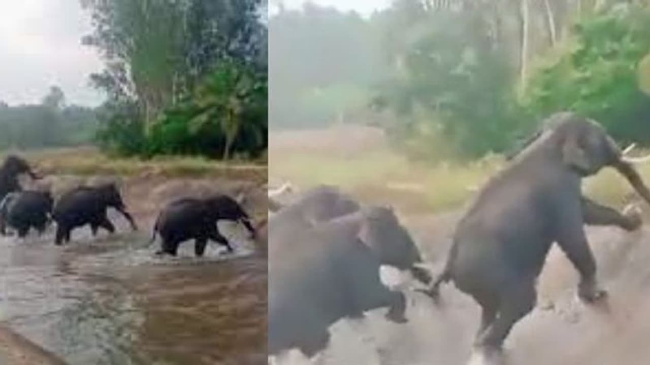 Human Animal Conflict : കര്‍ഷകര്‍ തുരത്തിയോടിച്ച കാട്ടാനകള്‍ കനാലില്‍ കുടുങ്ങി; പുലിവാല് പിടിച്ച് വനംവകുപ്പ്