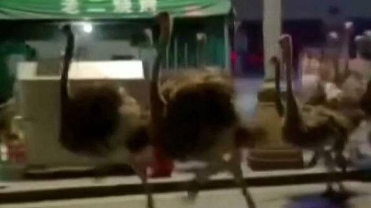 Ostriches escape : തെരുവിൽ ഒട്ടകപ്പക്ഷികളുടെ മാർച്ച്, അന്തംവിട്ട് യാത്രക്കാർ, ഒടുവിൽ ഓടിച്ചിട്ട് പിടിച്ചു Ostriches escape : തെരുവിൽ ഒട്ടകപ്പക്ഷികളുടെ മാർച്ച്, അന്തംവിട്ട് യാത്രക്കാർ, ഒടുവിൽ ഓടിച്ചിട്ട് പിടിച്ചു