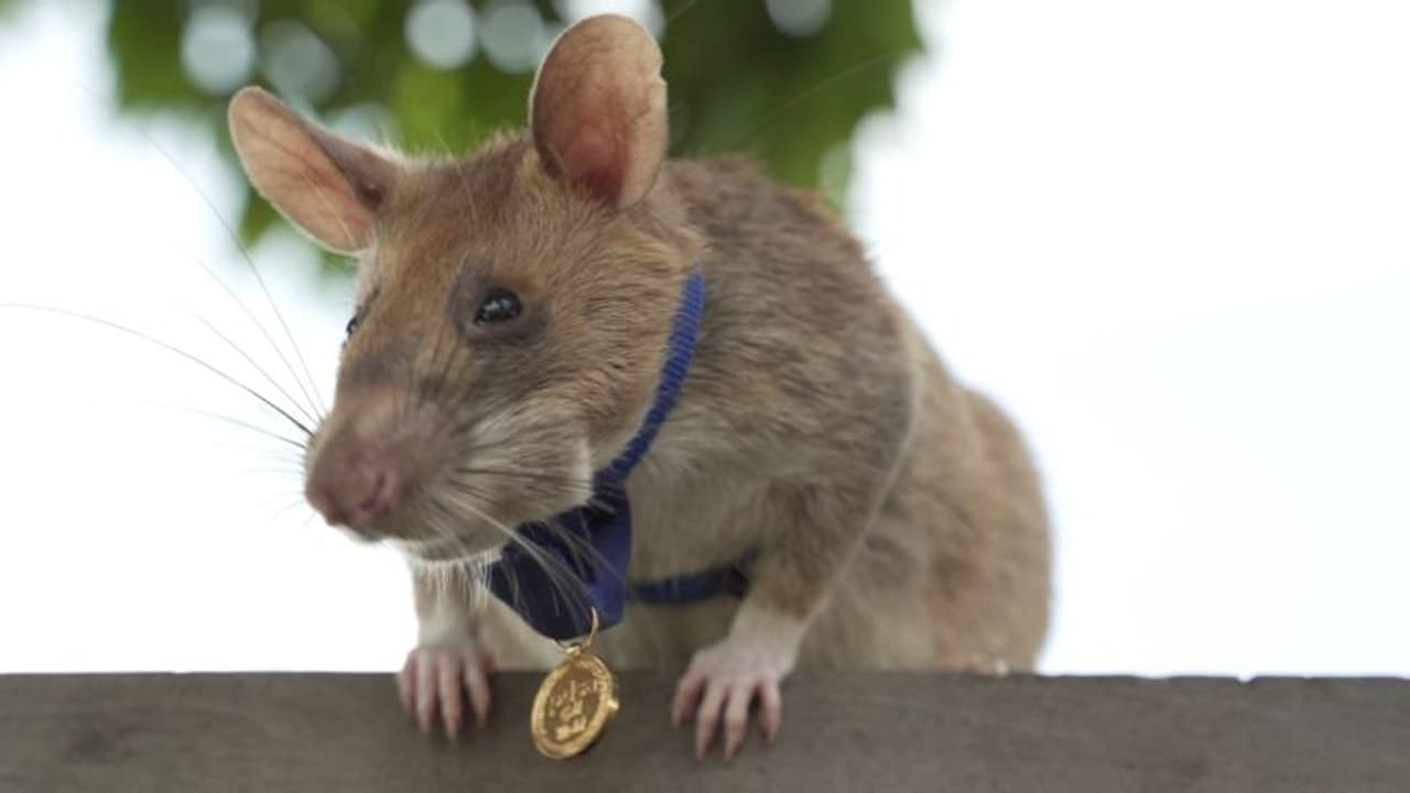 ആയിരങ്ങളെ മരണത്തില്നിന്നും രക്ഷിച്ച വീരനെലിക്ക് ഒരു രാജ്യത്തിന്റെ യാത്രയയപ്പ് ആയിരങ്ങളെ മരണത്തില്നിന്നും രക്ഷിച്ച വീരനെലിക്ക് ഒരു രാജ്യത്തിന്റെ യാത്രയയപ്പ്