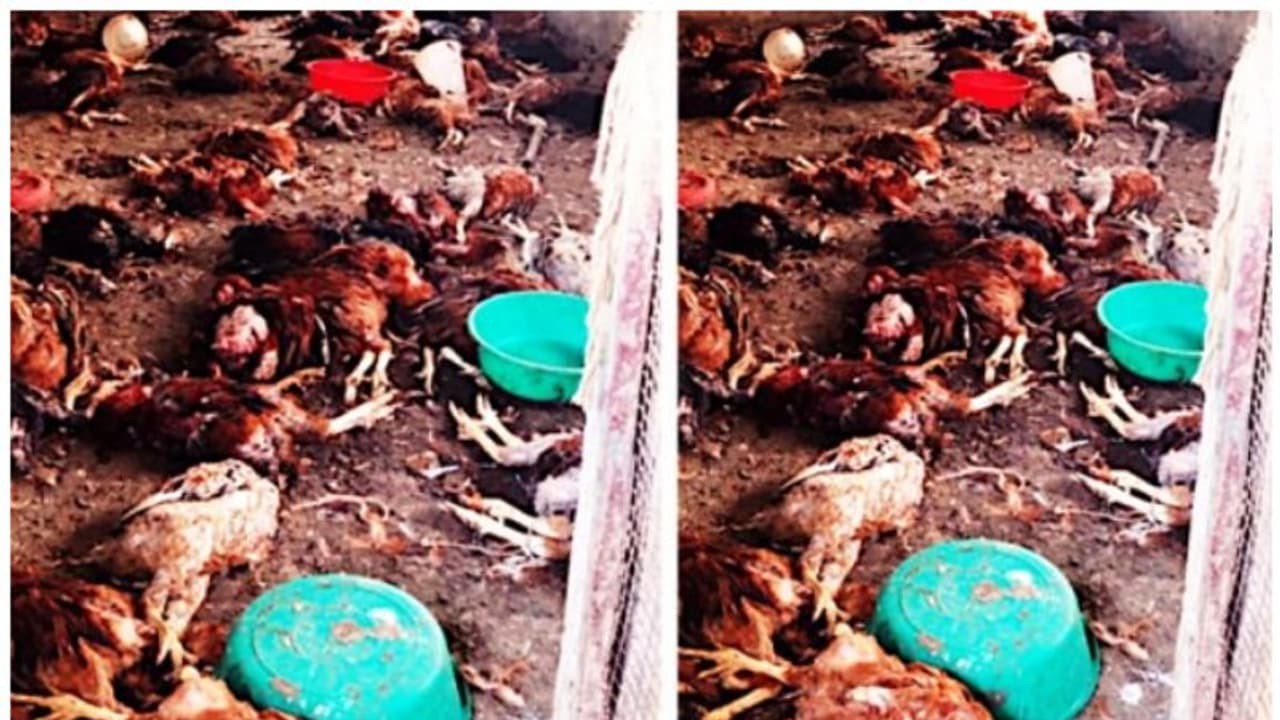 കടിയേറ്റ് ചത്തത് 300ഓളം കോഴികൾ, ആഴത്തിലുള്ള മുറിവുകളും; ഭീതി പടർത്തി അജ്ഞാത ജീവി കടിയേറ്റ് ചത്തത് 300ഓളം കോഴികൾ, ആഴത്തിലുള്ള മുറിവുകളും; ഭീതി പടർത്തി അജ്ഞാത ജീവി