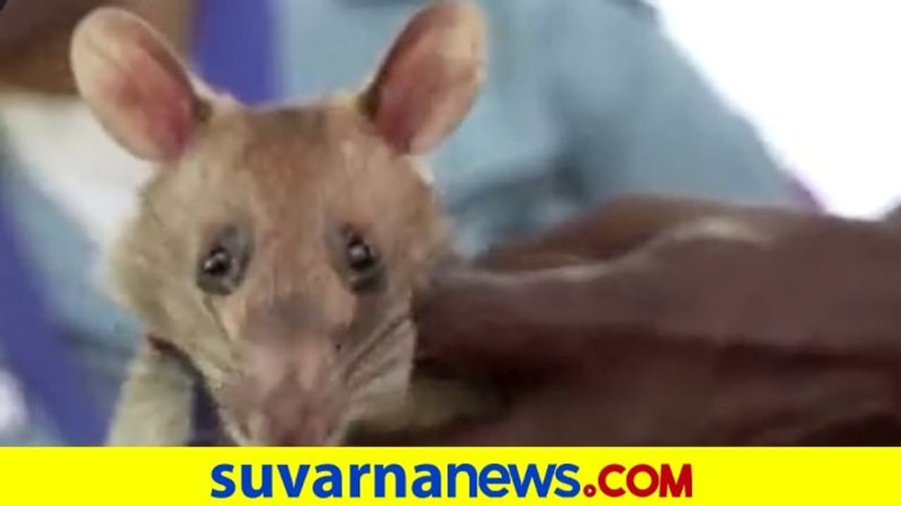 ನೆಲಬಾಂಬ್‌ ಪತ್ತೆ ಮಾಡುತ್ತಿದ್ದ ಇಲಿ ಮಗಾವಾ ಇನ್ನಿಲ್ಲ..