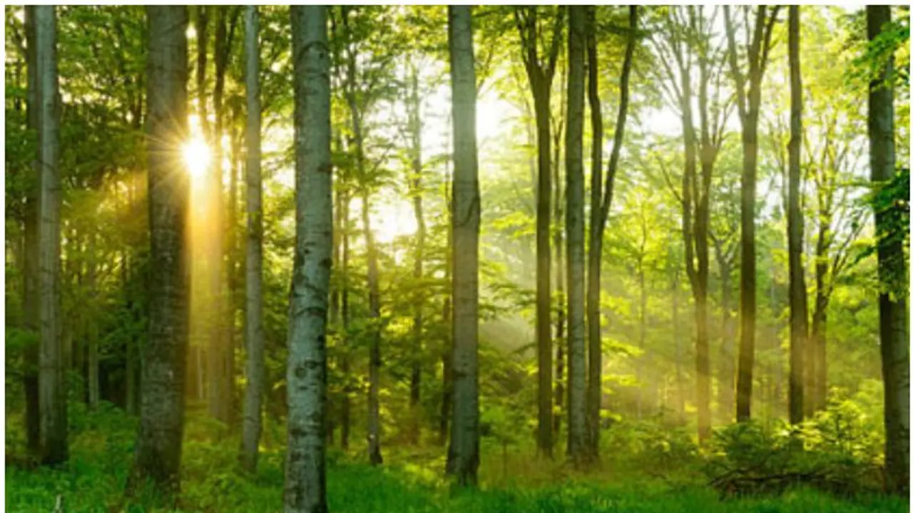 ಪ್ರಪಂಚದ 90 ದೇಶಗಳಲ್ಲಿ ಒಟ್ಟು 44 ಮಿಲಿಯನ್ ಮರಗಳು: 73,300 ಪ್ರಭೇದಗಳನ್ನು ಗುರುತಿಸಿದ ವಿಜ್ಞಾನಿಗಳು!