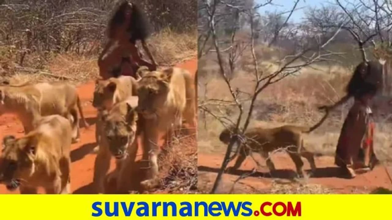 ಆರು ಸಿಂಹಗಳೊಂದಿಗೆ ಕೃಷ್ಣ ಸುಂದರಿಯ ಗತ್ತಿನ ನಡುಗೆ... ನೋಡಿ ವಿಡಿಯೋ