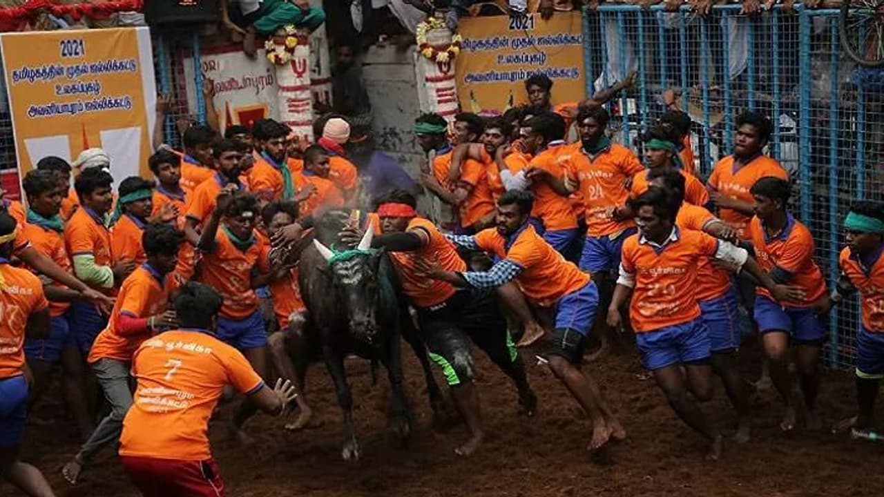 Avaniyapuram Jallikkattu : ஜல்லிக்கட்டு களத்தில் ஸ்டாலின், உதயநிதி..! அவனியாபுரத்தில் பரிசு மழை..