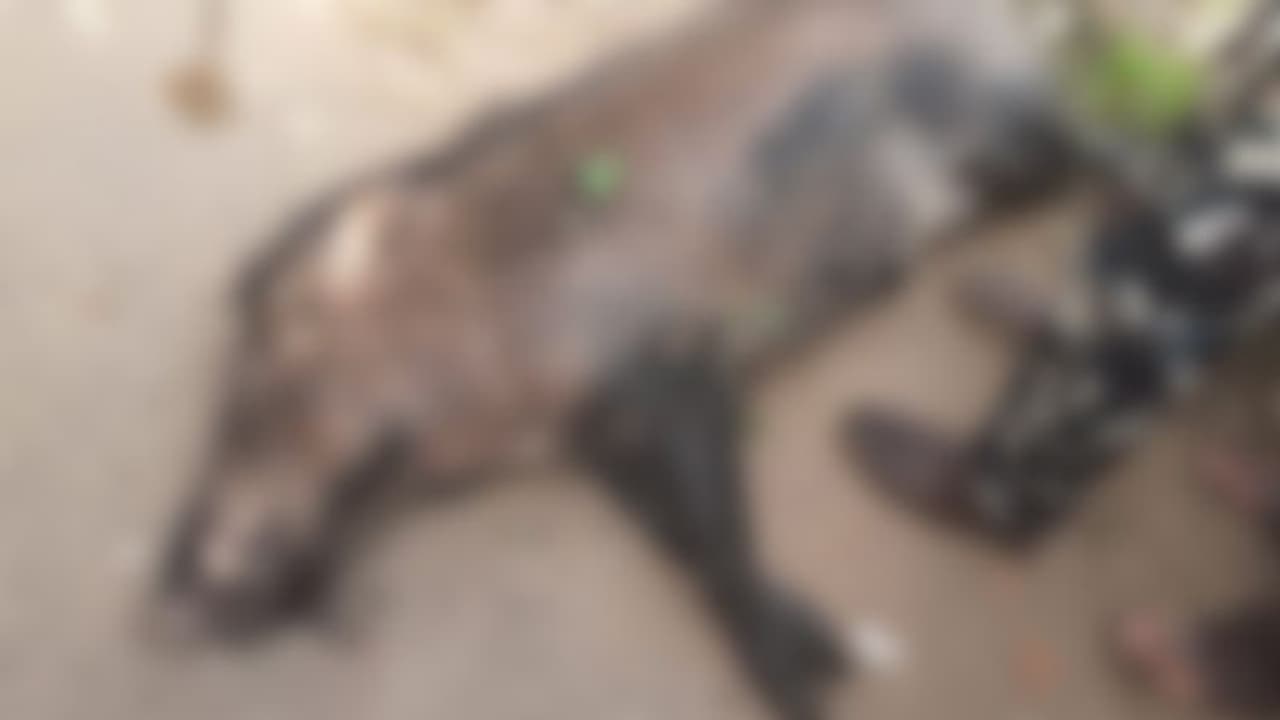 തൊണ്ടയാട് ബൈപ്പാസിലെ വാഹനാപകടം: കാരണമായ പന്നിയെ വെടിവെച്ച് കൊന്നു തൊണ്ടയാട് ബൈപ്പാസിലെ വാഹനാപകടം: കാരണമായ പന്നിയെ വെടിവെച്ച് കൊന്നു