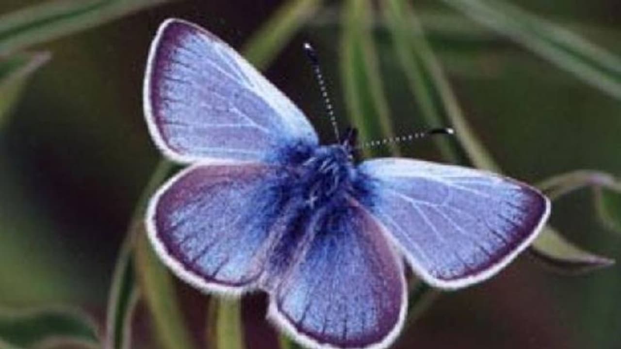 Xerces blue butterfly : 80 വർഷം മുമ്പ് അപ്രത്യക്ഷമായ നീല ചിത്രശലഭത്തെ കണ്ടെത്തി! ആവേശത്തിൽ എന്റമോളജിസ്റ്റുകൾ Xerces blue butterfly : 80 വർഷം മുമ്പ് അപ്രത്യക്ഷമായ നീല ചിത്രശലഭത്തെ കണ്ടെത്തി! ആവേശത്തിൽ എന്റമോളജിസ്റ്റുകൾ
