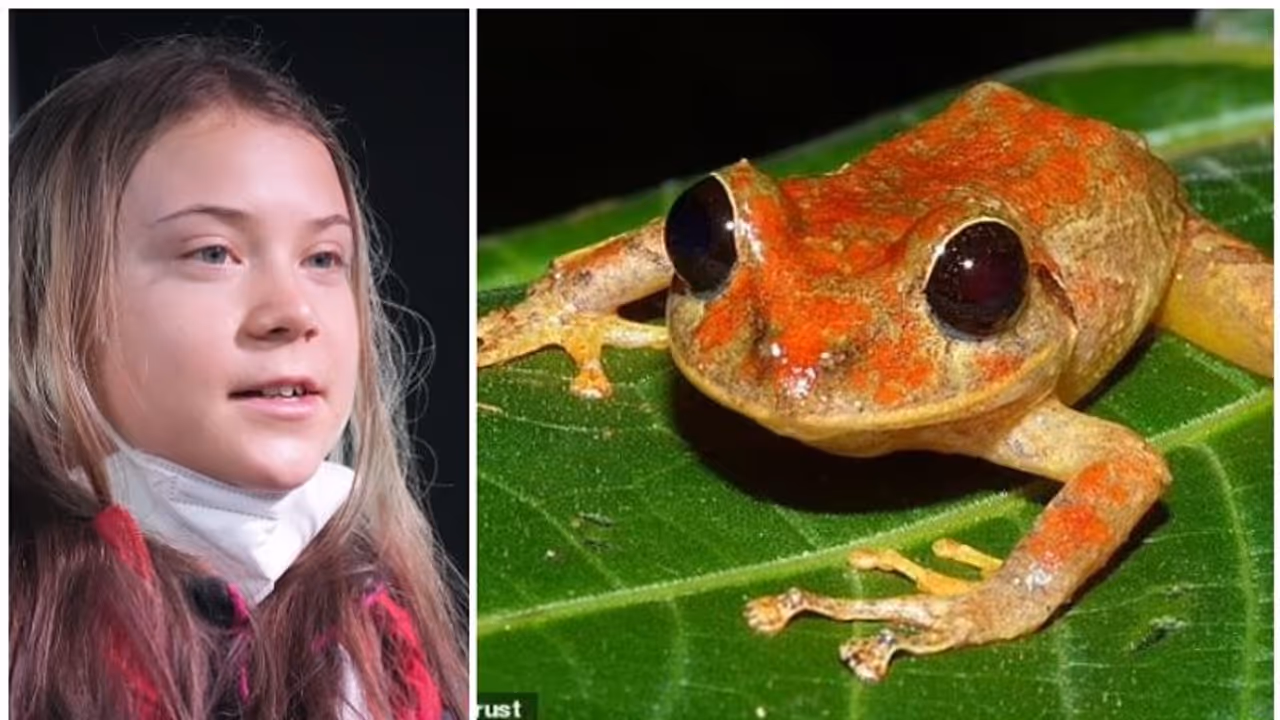 Greta Thunberg Rainfrog: പനാമ കാട്ടിൽ നിന്ന് കണ്ടെത്തിയ മഴത്തവളയ്ക്ക് ഗ്രേറ്റാ തുന്‍ബെര്‍ഗിന്‍റെ പേര്