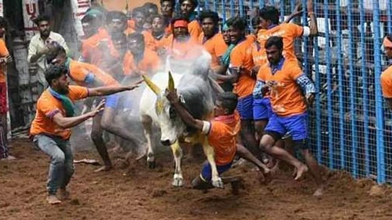 #Breaking:அவனியாபுரம் ஜல்லிக்கட்டு..பார்வையாளர் ஒருவர் பலி..17 பேர் மேல் சிகிச்சைக்கு அனுமதி.. #Breaking:அவனியாபுரம் ஜல்லிக்கட்டு..பார்வையாளர் ஒருவர் பலி..17 பேர் மேல் சிகிச்சைக்கு அனுமதி..