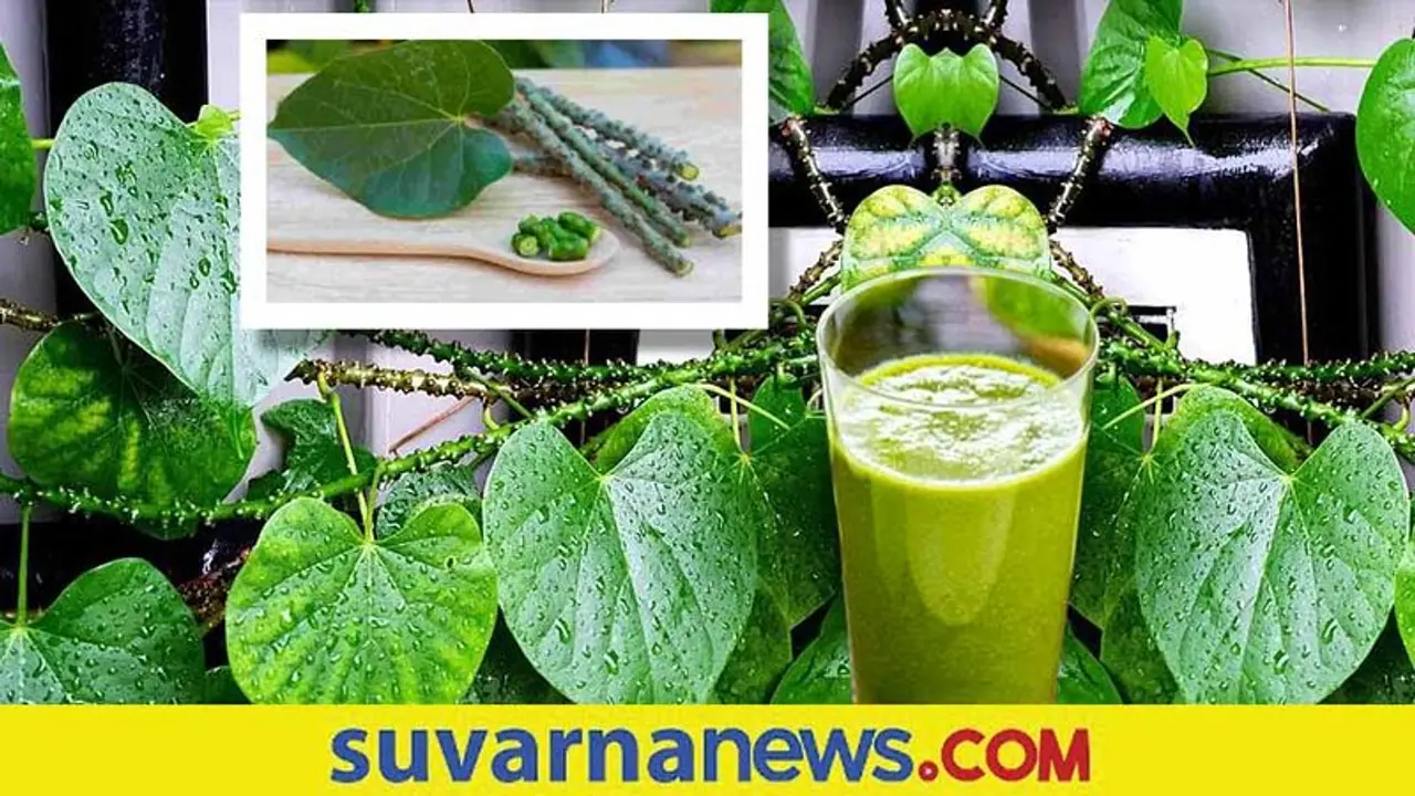 Beauty Tips : ಆರೋಗ್ಯಕ್ಕೆ ಮಾತ್ರವಲ್ಲ ಸೌಂದರ್ಯಕ್ಕೂ ಮದ್ದು ಅಮೃತ ಬಳ್ಳಿ