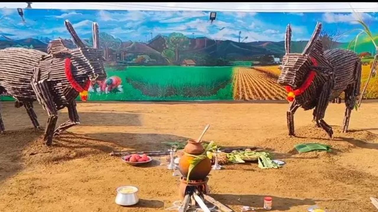 கரும்பால் உருவாக்கபட்ட காளை மாடுகள்.. காஞ்சிபுரம் அருகே அசத்தல் பொங்கல் விழா.. கரும்பால் உருவாக்கபட்ட காளை மாடுகள்.. காஞ்சிபுரம் அருகே அசத்தல் பொங்கல் விழா..