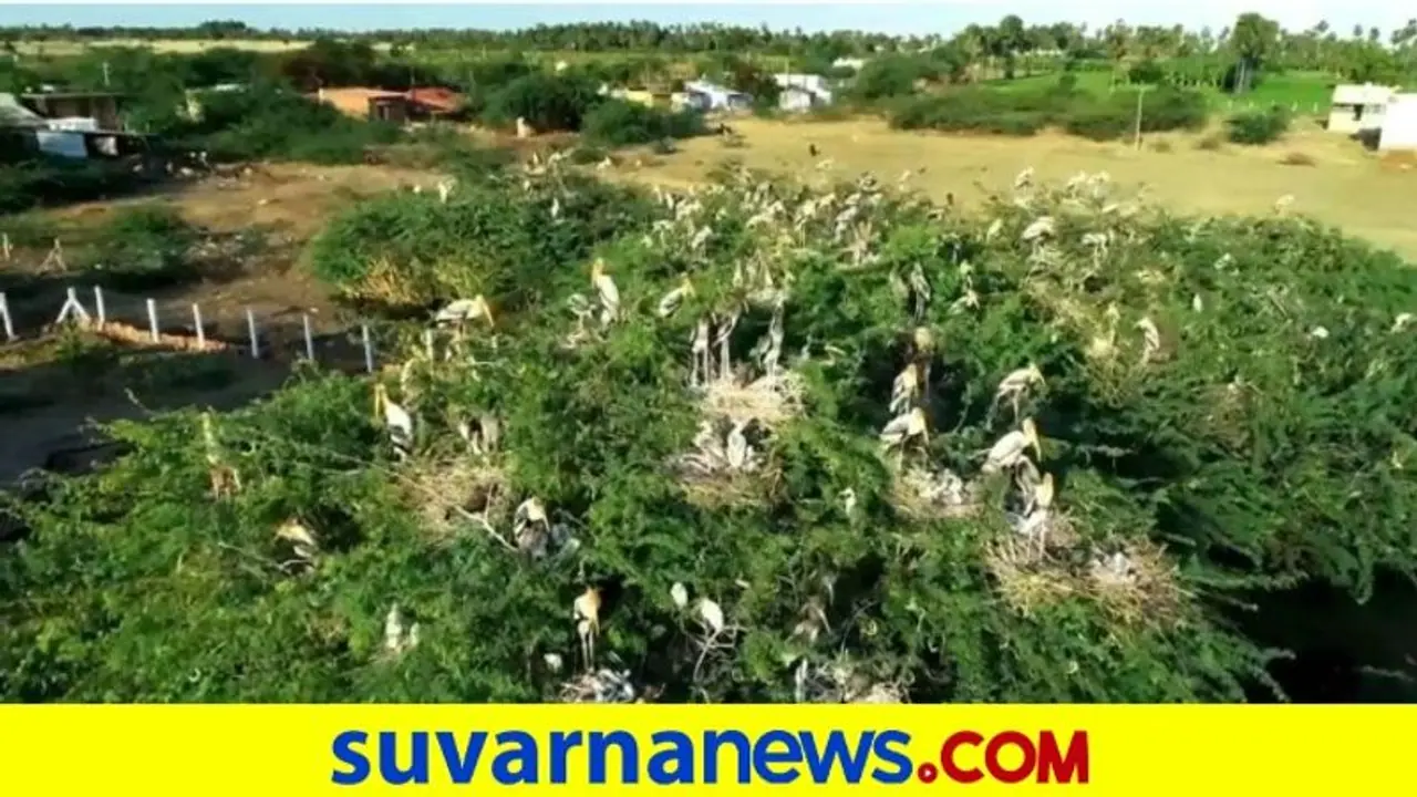 ಮರ ಏರಿ ಕುಳಿತ ವಲಸೆ ಹಕ್ಕಿಗಳು... ಮನಮೋಹಕ ದೃಶ್ಯ ವೈರಲ್