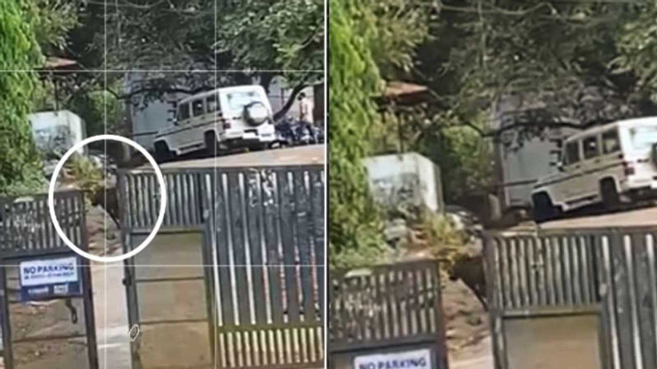 Wild Boar : കോഴിക്കോട് റോഡില്‍ പട്ടാപ്പകലും കാട്ടുപന്നി; കാല്‍നട യാത്രക്കാര്‍ക്കും വാഹനങ്ങള്‍ക്കും ഭീഷണി