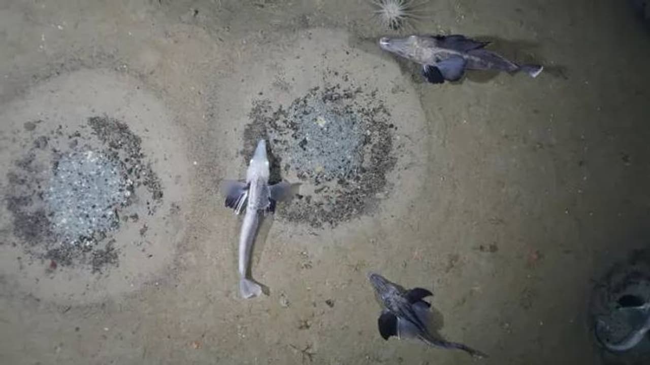 Icefish colony : ലണ്ടന്റെ മൂന്നിലൊന്ന് വലിപ്പമുള്ള ഐസ്ഫിഷ് കോളനി കണ്ടെത്തി ഗവേഷകർ! ആറുകോടി കൂടുകൾ Icefish colony : ലണ്ടന്റെ മൂന്നിലൊന്ന് വലിപ്പമുള്ള ഐസ്ഫിഷ് കോളനി കണ്ടെത്തി ഗവേഷകർ! ആറുകോടി കൂടുകൾ