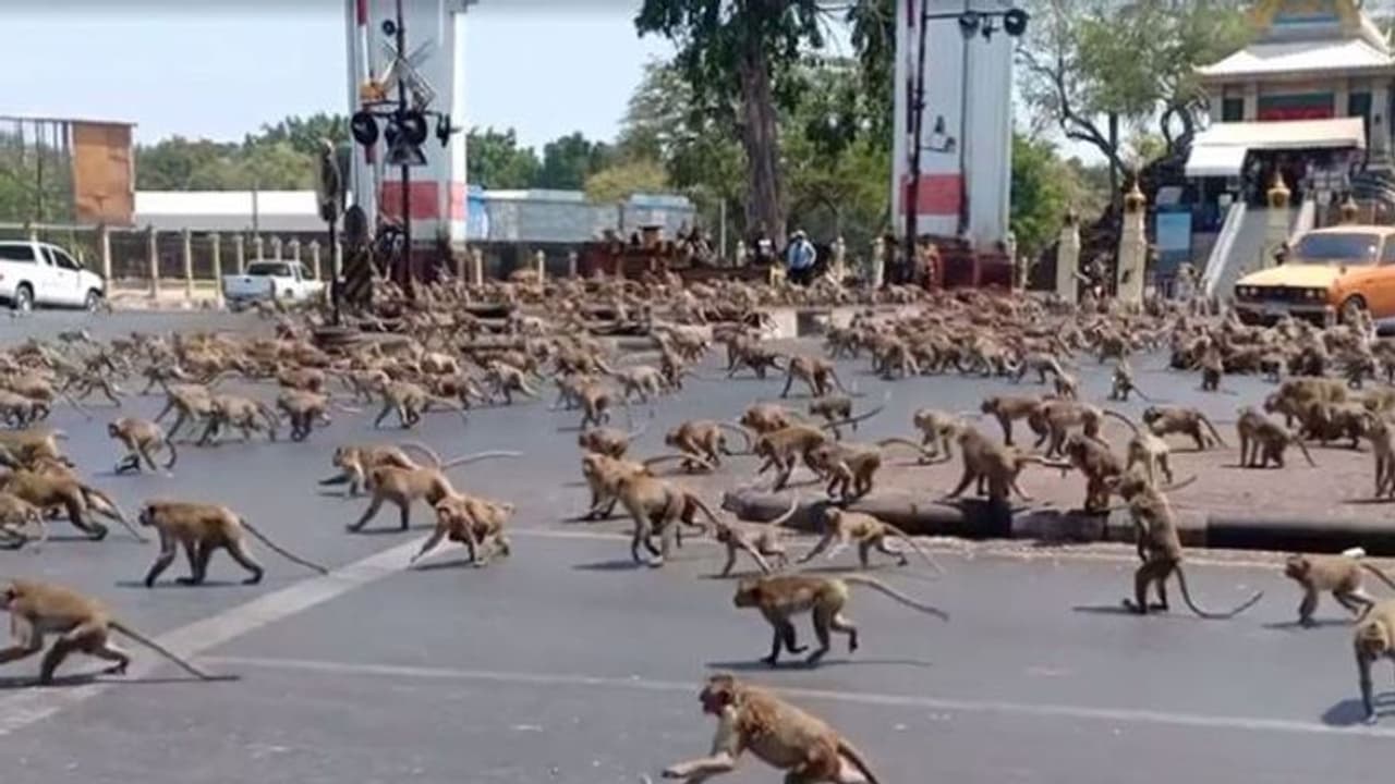 Thailand के इस शहर पर बंदरों का कब्जा, गैंग बनाकर दुकानों में कर रहे लूटपाट, लोग घर छोड़कर भागे Thailand के इस शहर पर बंदरों का कब्जा, गैंग बनाकर दुकानों में कर रहे लूटपाट, लोग घर छोड़कर भागे