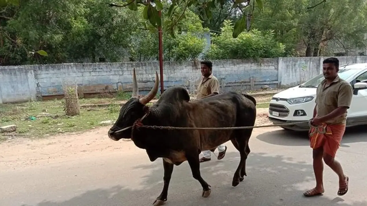 புதுக்கோட்டையில் ஜல்லிக்கட்டு ஒத்திவைப்பு; ஆத்திரத்தில் காளையை அவிழ்த்த உரிமையாளர்