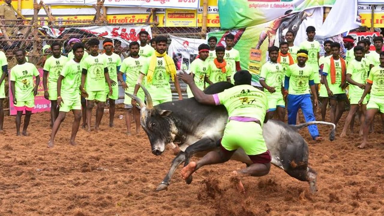 அனைத்து காளைக்கும் தங்கக்காசு..எதிர்பார்ப்பை கிளப்பும் அலங்காநல்லூர் ஜல்லிக்கட்டு..முக்கிய வி.ஐ.பி காளை தயார். அனைத்து காளைக்கும் தங்கக்காசு..எதிர்பார்ப்பை கிளப்பும் அலங்காநல்லூர் ஜல்லிக்கட்டு..முக்கிய வி.ஐ.பி காளை தயார்.