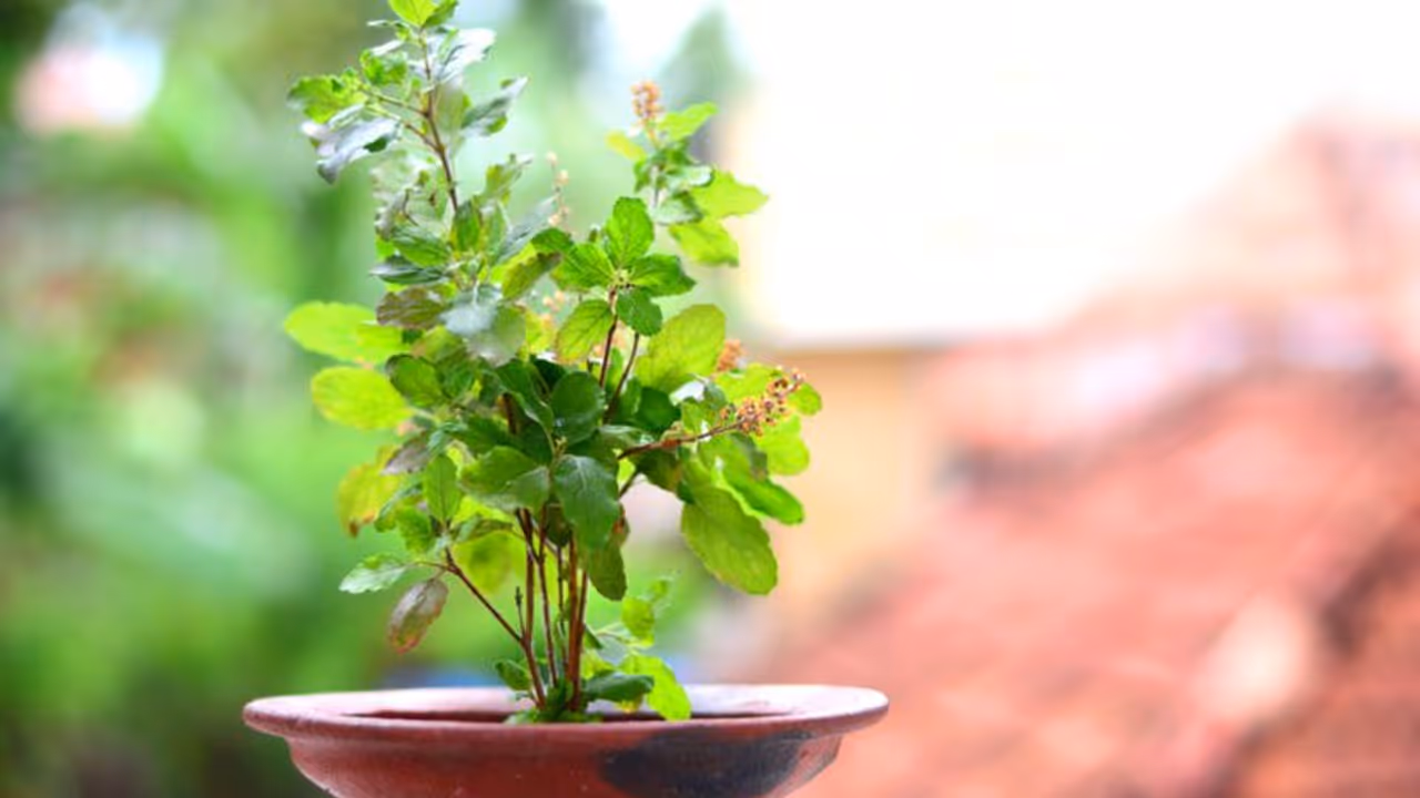 വീട്ടിൽ തുളസി ചെടി വളർത്തുന്നുണ്ടോ? അറിയാം ചിലത്