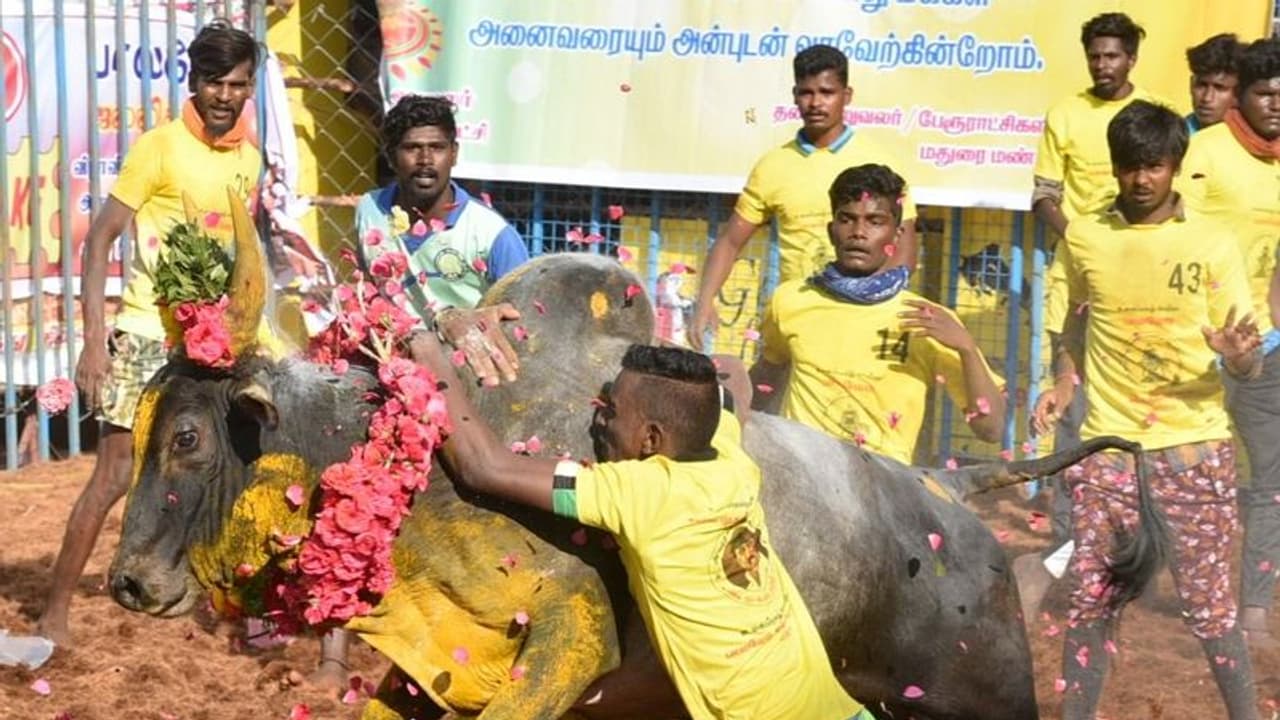 జల్లికట్టుకు అనుకూలంగా తీర్పు.. తమిళనాడు చట్టాన్ని సమర్ధించిన సుప్రీం కోర్టు..