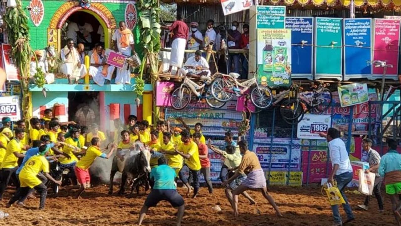 പ്രകൃതിയും കൃഷിയും മനുഷ്യനും ഒന്നാവുന്ന ദിനം: മാട്ടുപ്പൊങ്കൽ കൊണ്ടാടി തമിഴ്ഗ്രാമങ്ങൾ പ്രകൃതിയും കൃഷിയും മനുഷ്യനും ഒന്നാവുന്ന ദിനം: മാട്ടുപ്പൊങ്കൽ കൊണ്ടാടി തമിഴ്ഗ്രാമങ്ങൾ