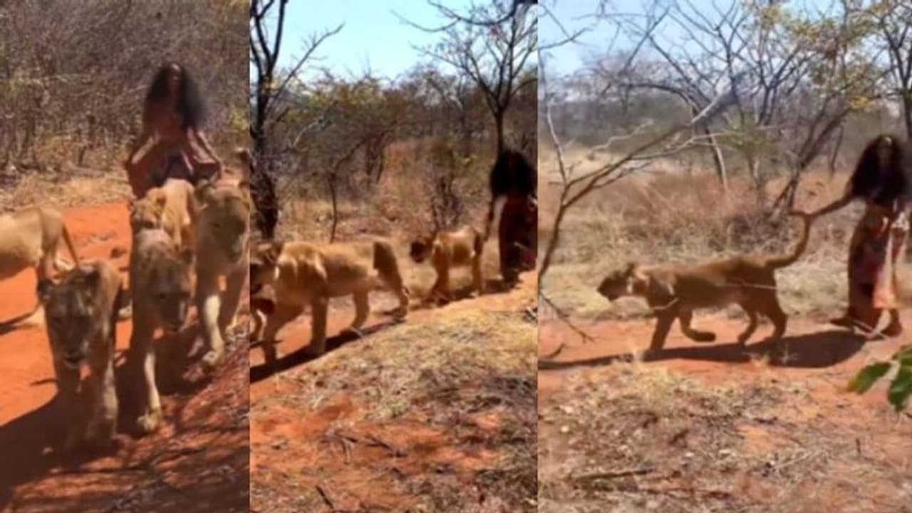 Viral Video: വാലിൽ പിടിച്ച് സിംഹക്കൂട്ടത്തിനൊപ്പം നടക്കുന്ന യുവതി; വൈറലായി വീഡിയോ