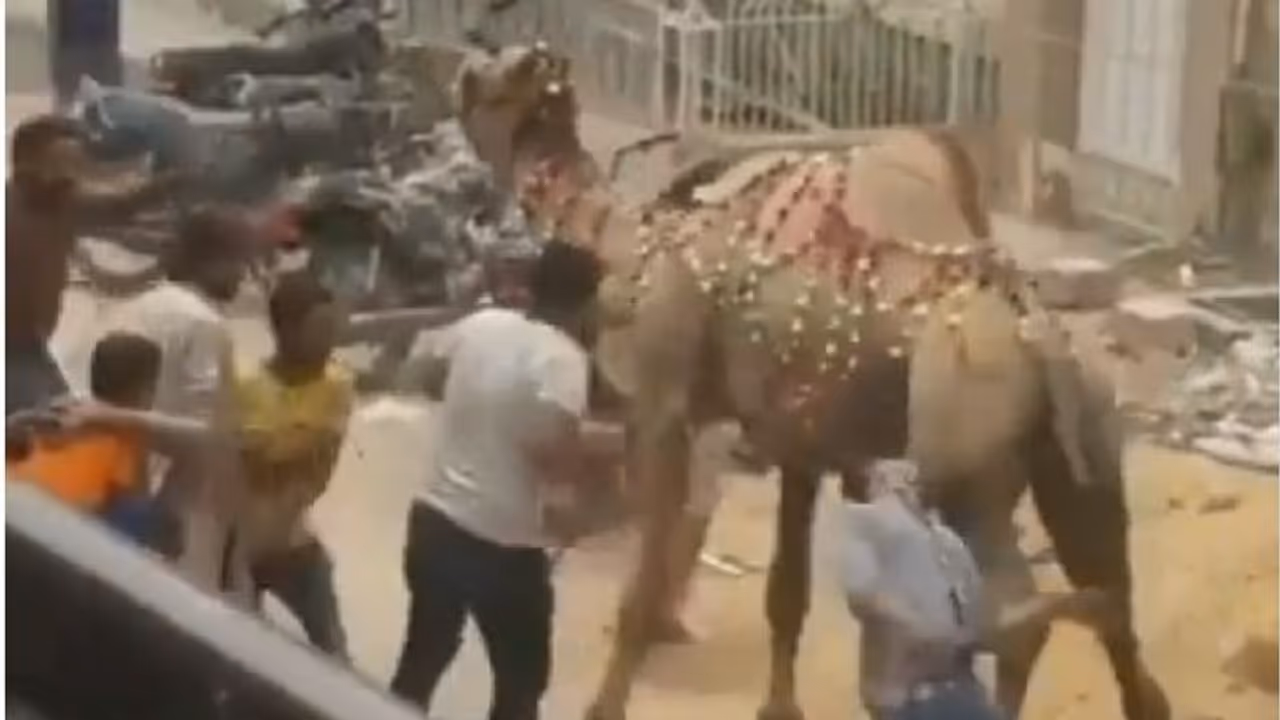 ಸುಮ್ಮನಿರಲಾರದೆ ಇರುವೆ ಬಿಟ್ಕೊಳ್ಳೋದು ಅಂದ್ರೆ ಇದೇನಾ... ಒಂಟೆ ಬಾಲ ಹಿಡಿಯಲು ಹೋಗಿ ಸರಿಯಾಗಿ ತಿಂದ