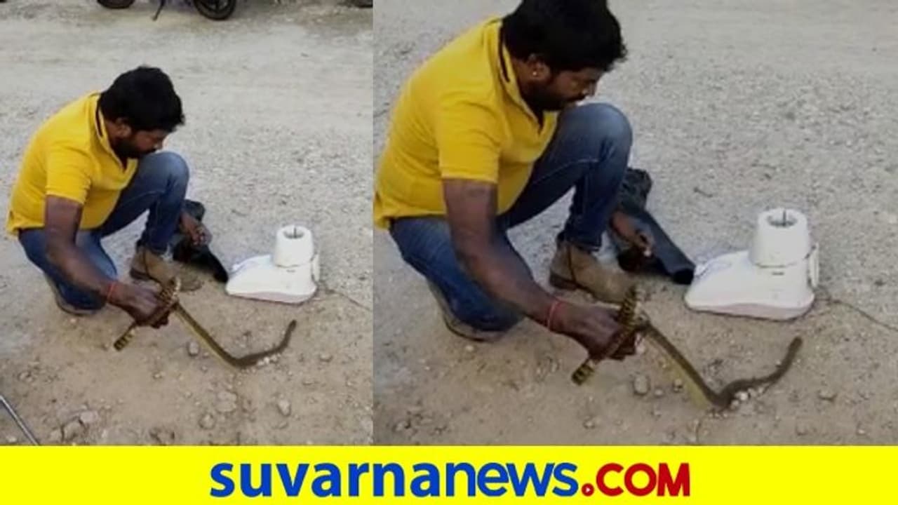 Cobra Hidden Inside Kitchen : ಶಿವಮೊಗ್ಗ, ಸಂಕ್ರಾಂತಿಗೆ ಬಂದ ನಾಗರ ಮಿಕ್ಸಿಯಲ್ಲಿ ಕುಳಿತಿದ್ದ!