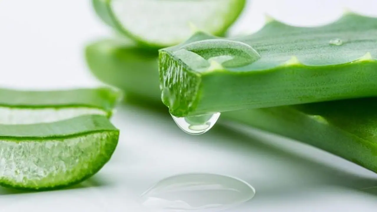 এই কয় উপায় খেতে পারে অ্যালোভেরা, ডায়বেটিস থাকবে নিয়ন্ত্রণে, জেনে নিন কীভাবে এই কয় উপায় খেতে পারে অ্যালোভেরা, ডায়বেটিস থাকবে নিয়ন্ত্রণে, জেনে নিন কীভাবে