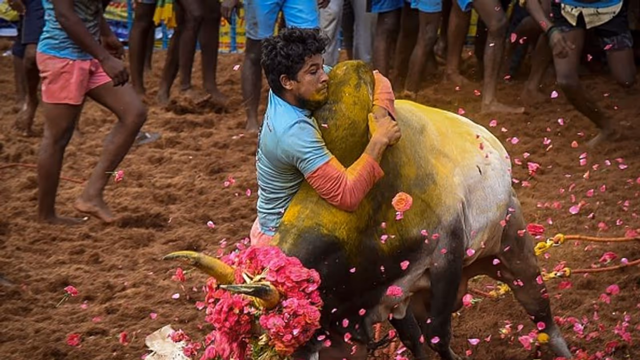 தமிழகத்தில் பொங்கல் பண்டிகையின் போது ஜல்லிகட்டு நடத்தப்படுவது ஏன்? விளக்குகிறது இந்த செய்தித்தொகுப்பு!! தமிழகத்தில் பொங்கல் பண்டிகையின் போது ஜல்லிகட்டு நடத்தப்படுவது ஏன்? விளக்குகிறது இந்த செய்தித்தொகுப்பு!!