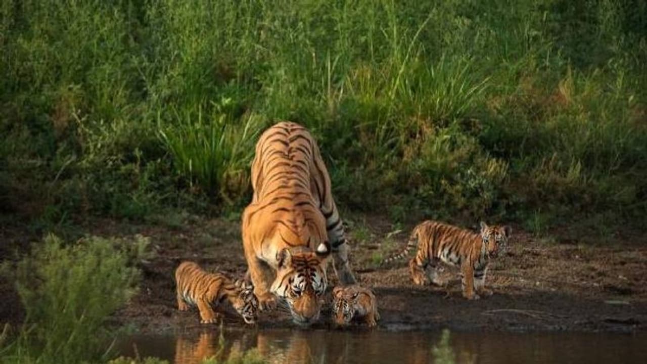 Collarwali : 29 കുഞ്ഞുങ്ങള്ക്ക് ജന്മം നല്കിയ കടുവ, സൂപ്പര് അമ്മ 'കോളര്വാലി' ഇനിയില്ല Collarwali : 29 കുഞ്ഞുങ്ങള്ക്ക് ജന്മം നല്കിയ കടുവ, സൂപ്പര് അമ്മ 'കോളര്വാലി' ഇനിയില്ല