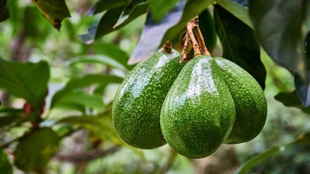 ഒറ്റമരത്തിലെ പഴങ്ങളിൽ നിന്നും 50000 രൂപ വരെ, കള്ളന്മാരെ കൊണ്ട് പൊറുതിമുട്ടി കെനിയയിലെ അവക്കാഡോ കർഷകർ