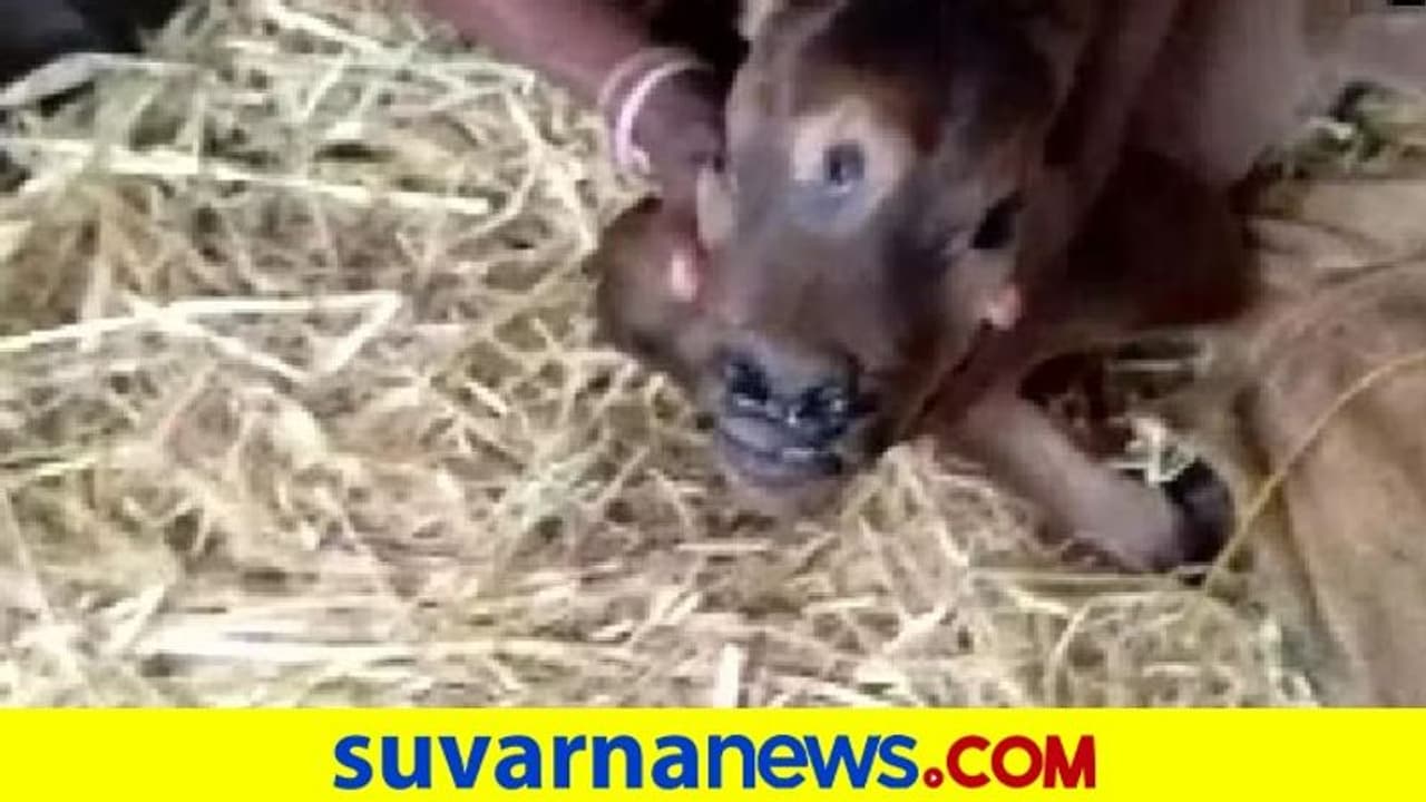 Viral News: 3 ಕಣ್ಣಿನ ಕರುವಿನ ಜನನ, ಶಿವನ ಅವತಾರವೆಂದು ಪೂಜೆ, ಪಶುವೈದ್ಯರು ಬಿಚ್ಚಿಟ್ಟ ಅಸಲಿಯತ್ತು
