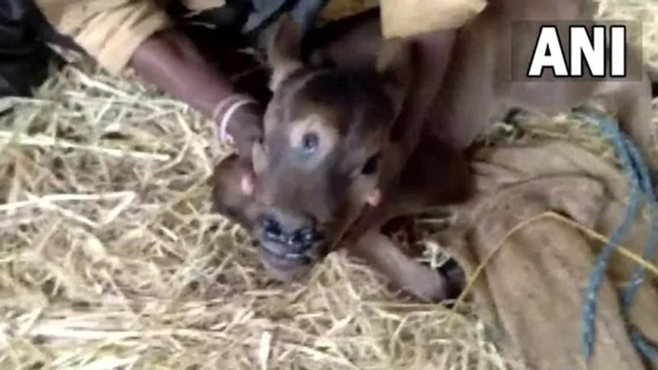 3 Eyed Calf : മൂന്ന് കണ്ണുള്ള പശുക്കിടാവ്; ദൈവത്തിന്റെ അവതാരമാണെന്ന് നാട്ടുകാര്‍